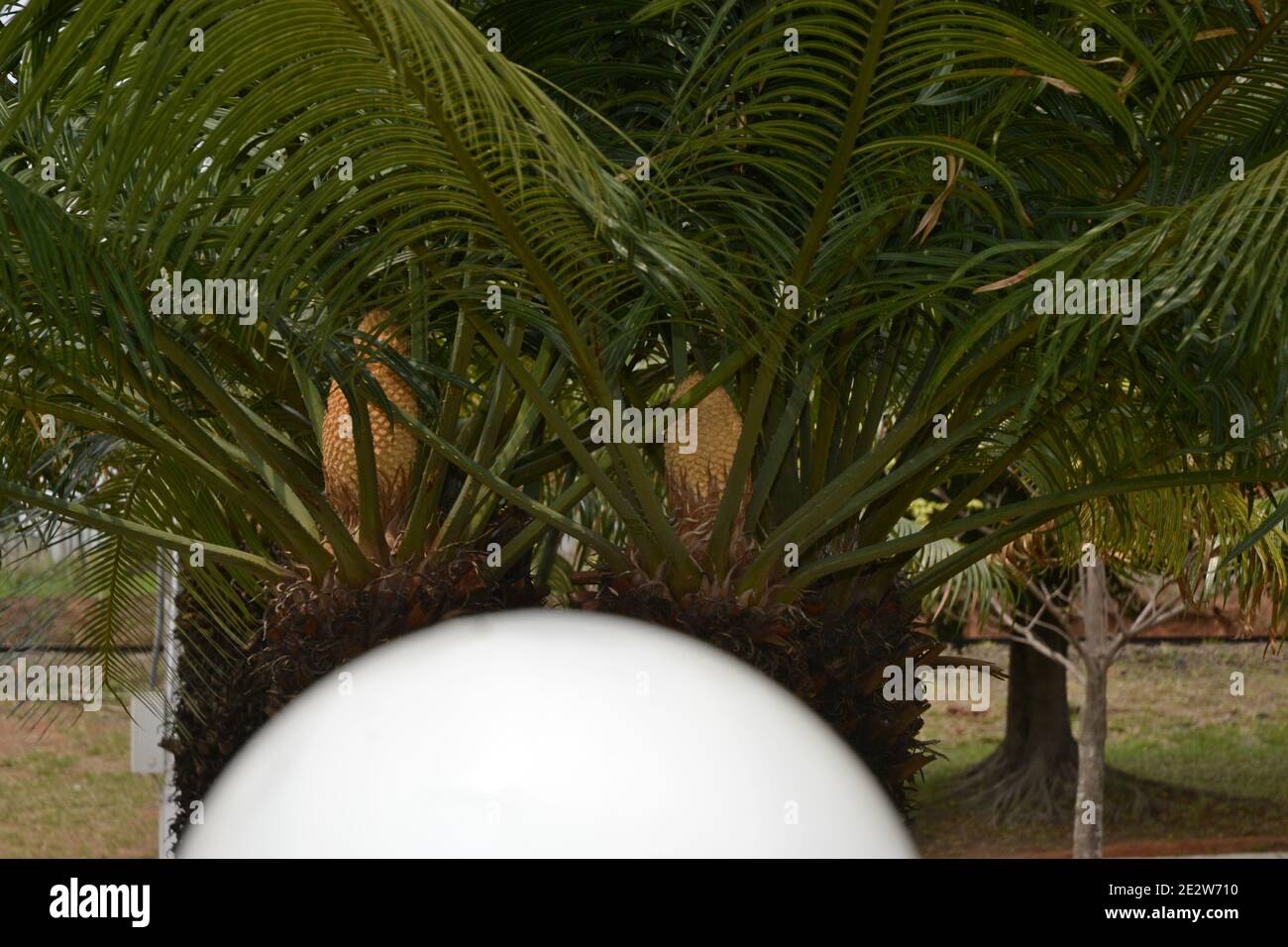 Sago garden plant in square in Brazil, South America, with selective focus in the background, in the foreground white lighting globe Stock Photo