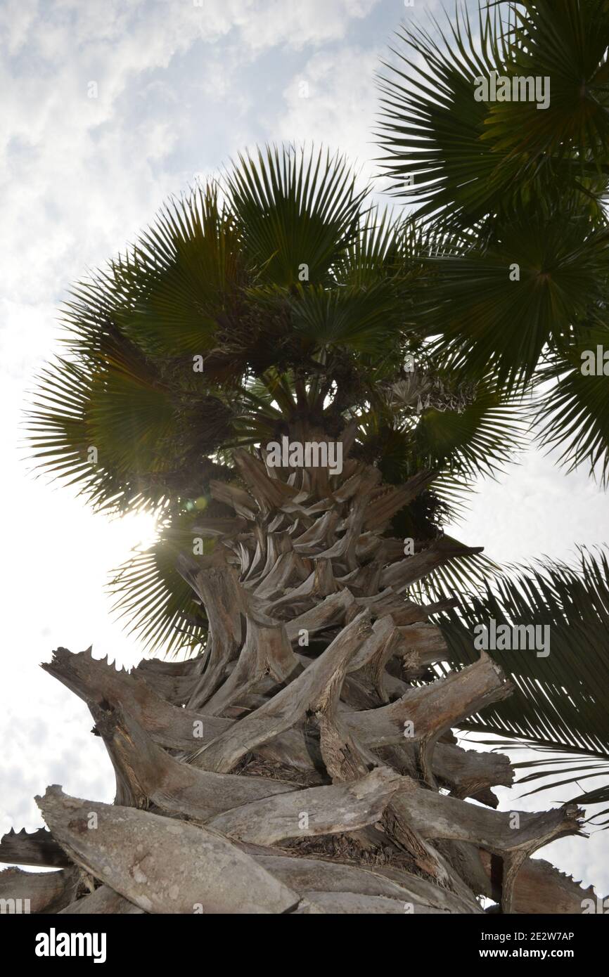 Tropical palm plant with photo view from below in garden of a square with sky and clouds in the background Stock Photo