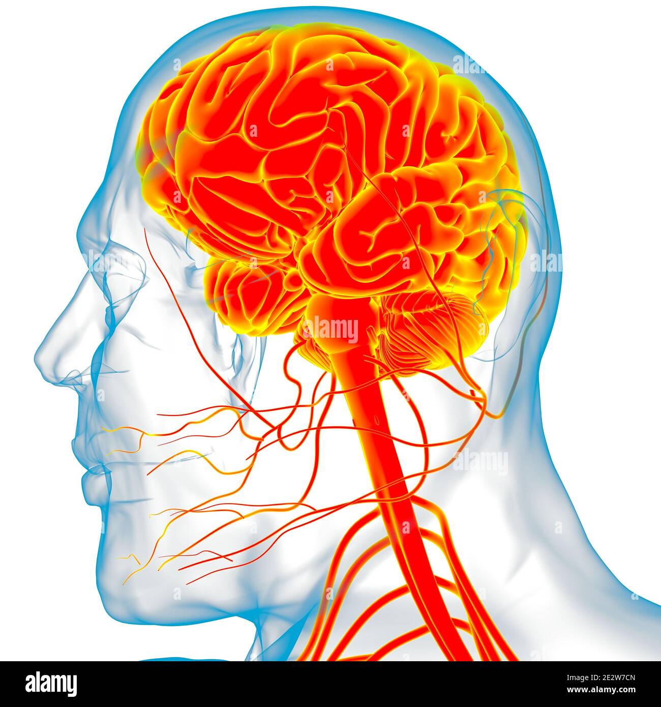 Human Brain Anatomy For Medical Concept 3D Illustration Stock Photo - Alamy