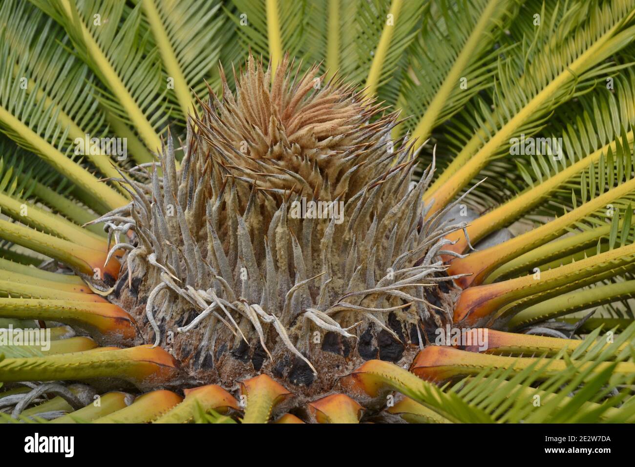 Tropical plant in a square known as the sago palm that dates back to the Jurassic period color photo with details Stock Photo