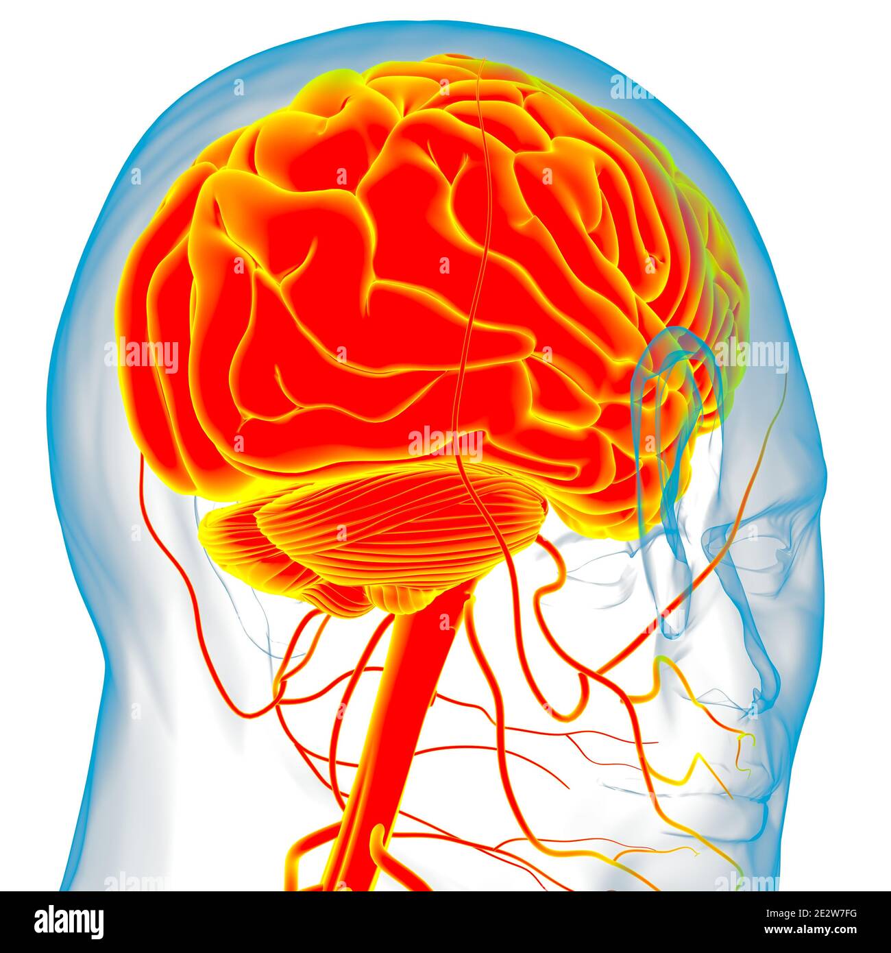 Human Brain Anatomy For Medical Concept 3D Illustration Stock Photo - Alamy