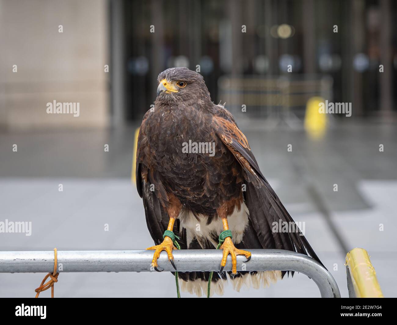 London, UK - January 15, 2021: A Harris's hawk (Parabuteo unicinctus) outside the BBC's Broadcasting House in Central London. The bird, named Lightnin Stock Photo