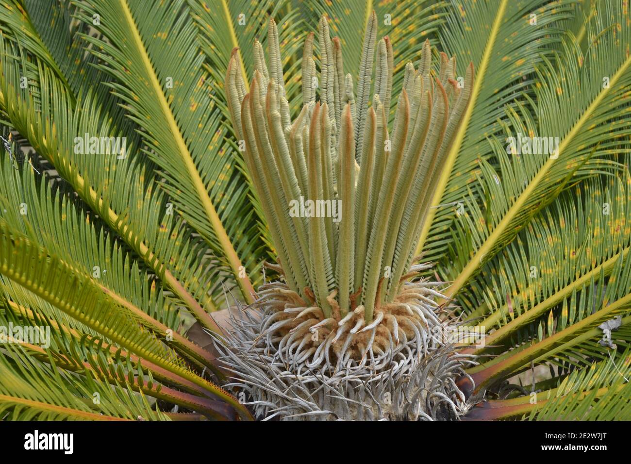 Tropical plant Cycas circinalis well known in India. This species is used in popular medicine, in a square in Brazil, South America Stock Photo
