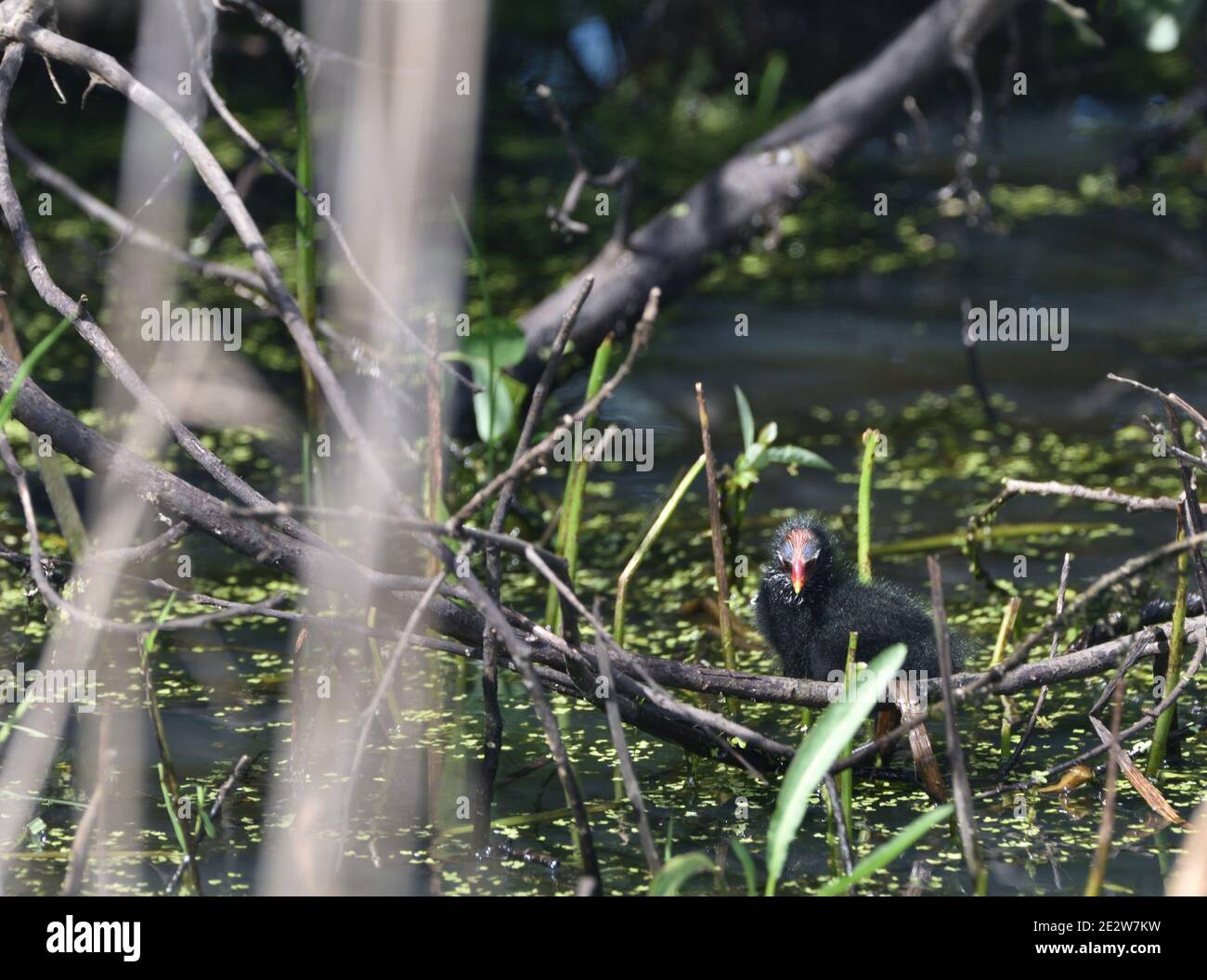 Common Cockapoo chicks sit on a branch above the water Stock Photo - Alamy