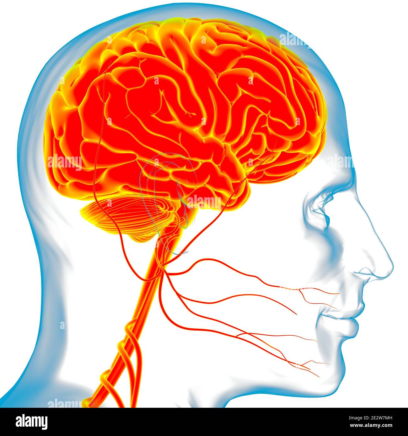 Human Brain Anatomy For Medical Concept 3D Illustration Stock Photo - Alamy