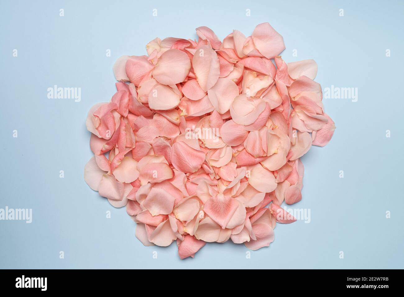 Real rose petals hi-res stock photography and images - Page 10 - Alamy