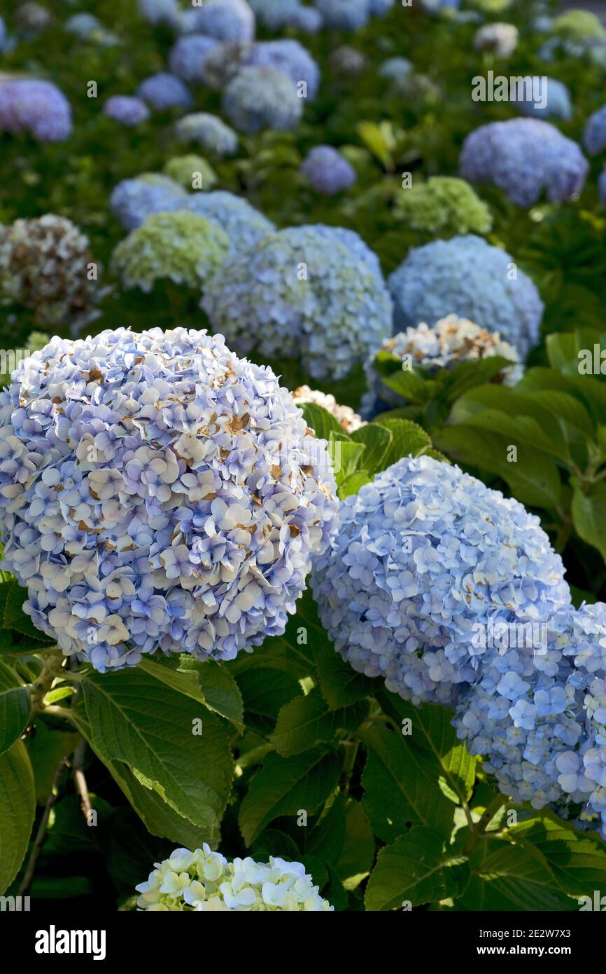 blue hydrangea (Hydrangea macrophylla) or Hortensia Stock Photo