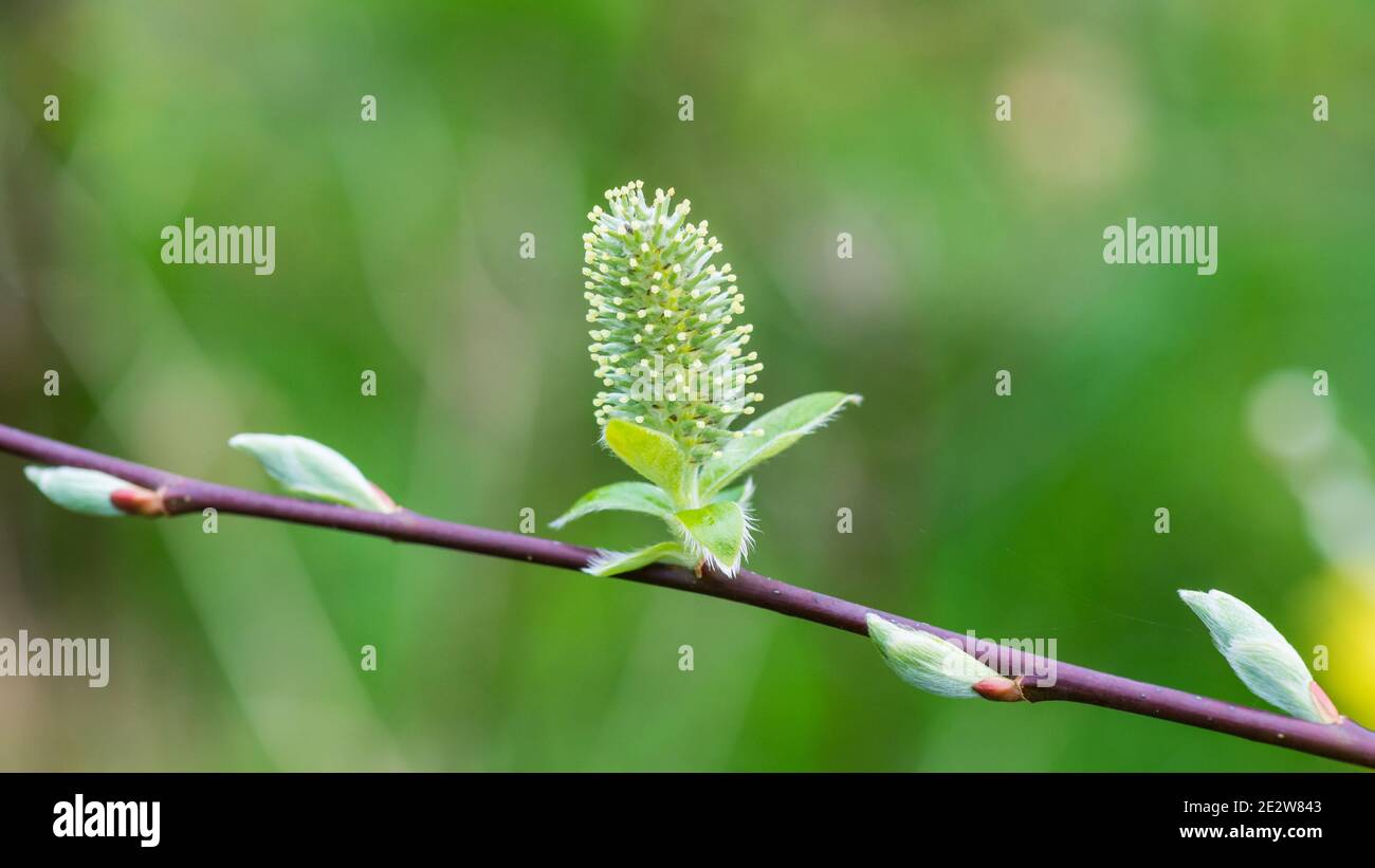 A macro shot of an open willow tree catkin. Stock Photo