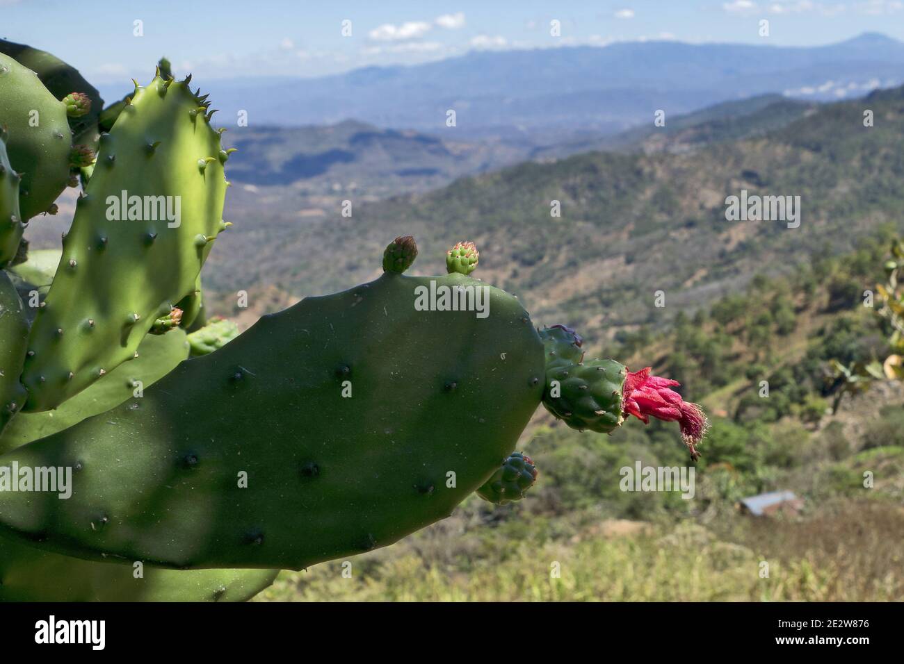 Guatemala, highlands, Central America: thickets of prickly pear cactus with juicy red fruits in the highlands of Guatemala Stock Photo