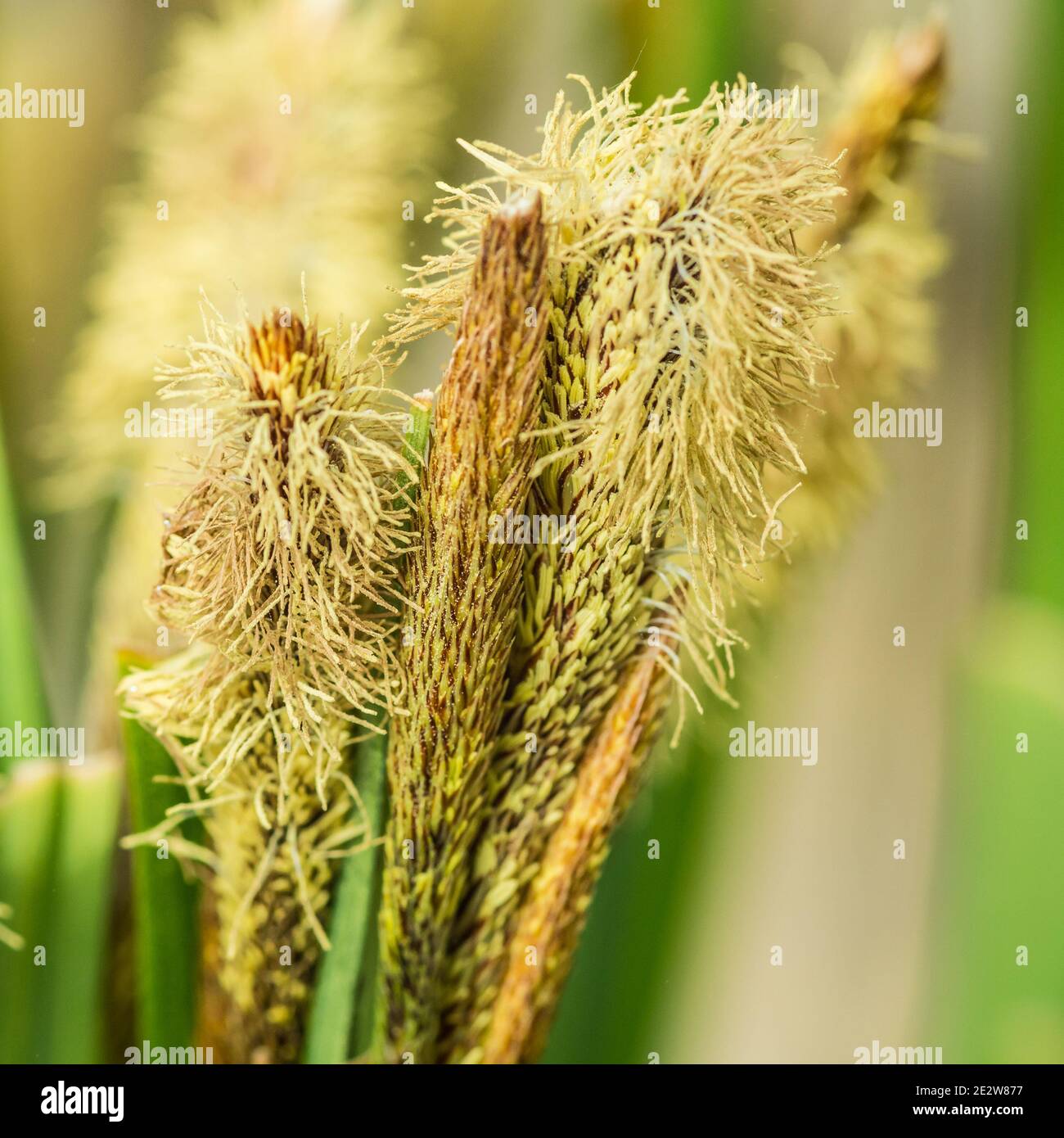 A macro shot of some seed heads from a carex pendula plant. Stock Photo