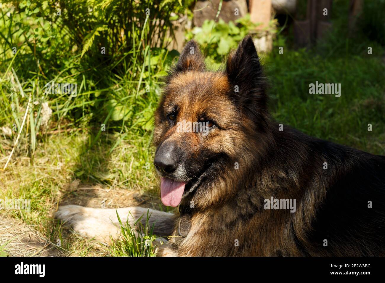 biggest german shepherd dog