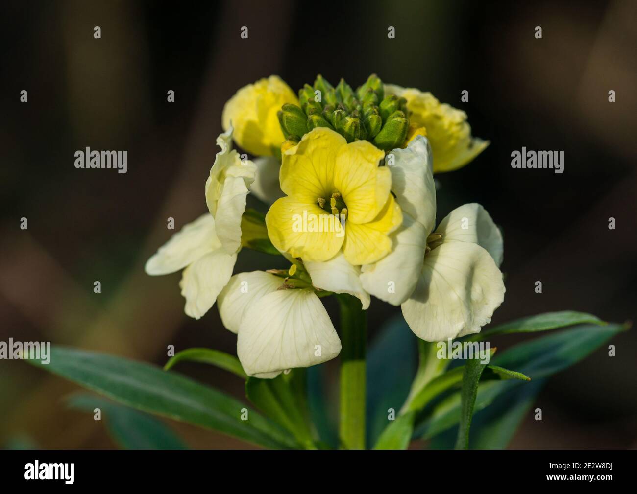 A macro shot of the buds and blooms of a white / yellow wallflower. Stock Photo