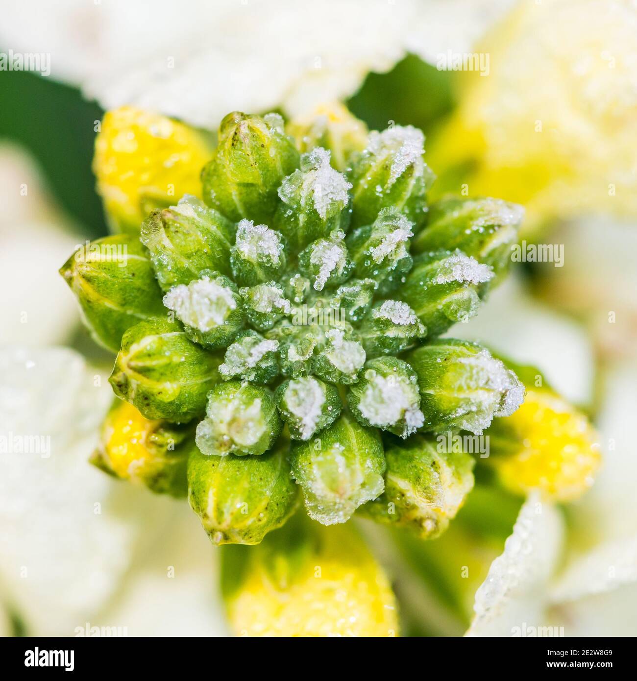 A macro shot of some frosty wallflower buds. Stock Photo