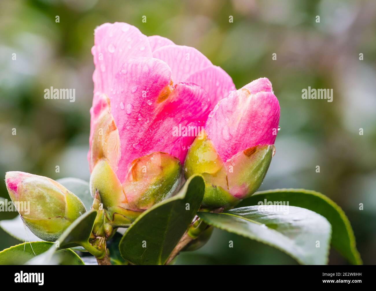 Camellia bud drop hires stock photography and images Alamy