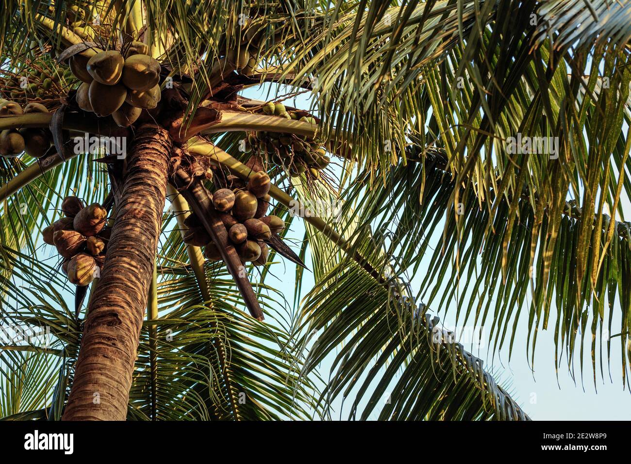 Harvest of coconuts hires stock photography and images Alamy