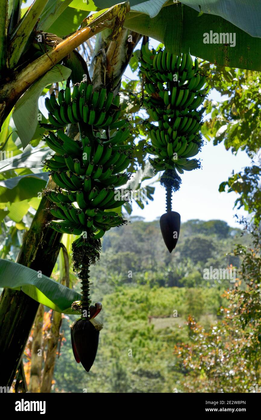 Guatemala, Central America banana tree, plant, blossom, fruit Stock