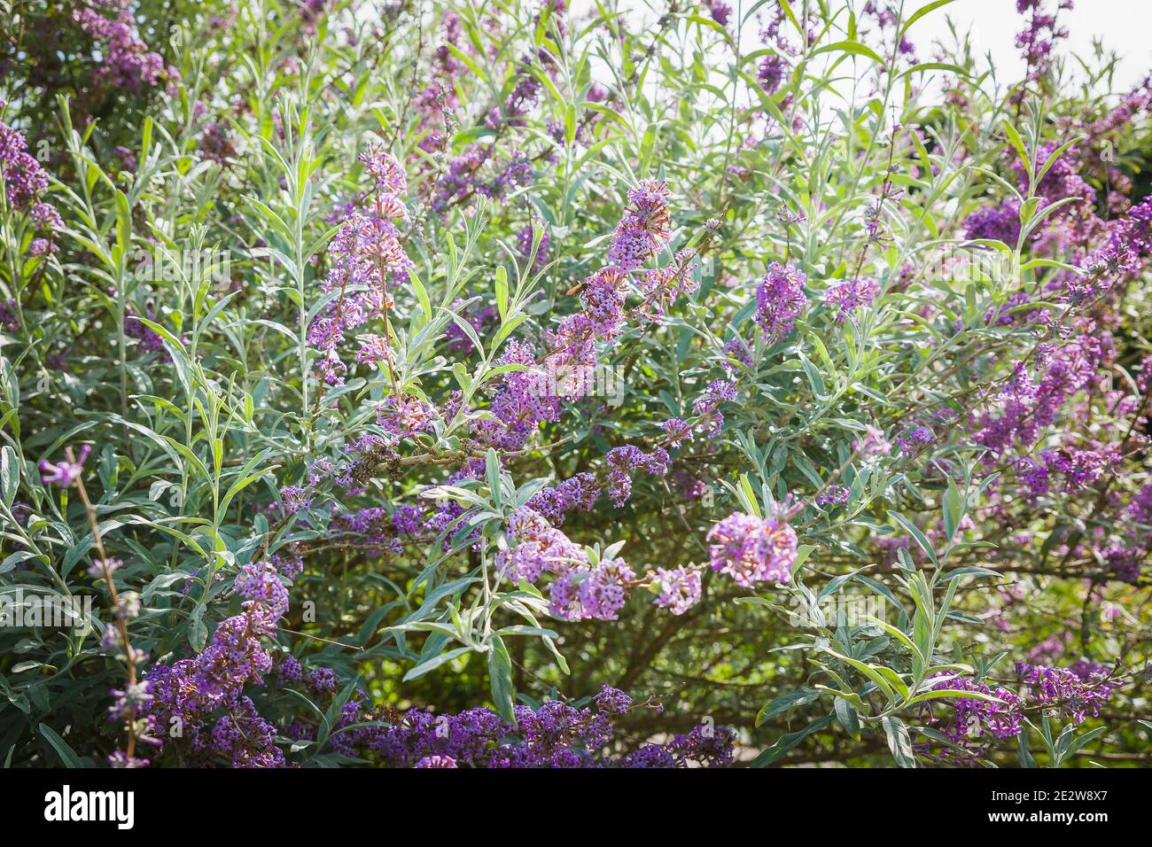 A mature Buddleja alternifolia in flower in an English garden in Devon UK Stock Photo