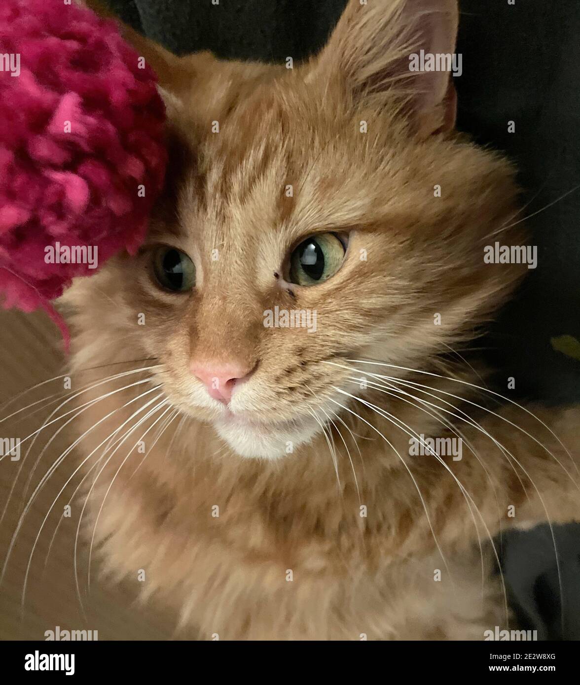 big orange maine coon cat playing with a ball of wool in a cardboard ...