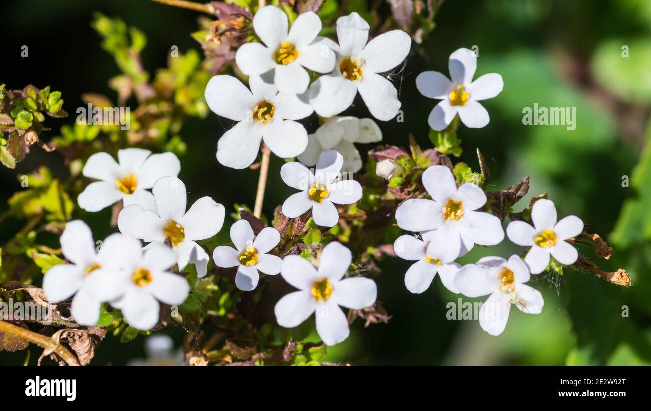 A macro shot of some white bacopa blooms. Stock Photo