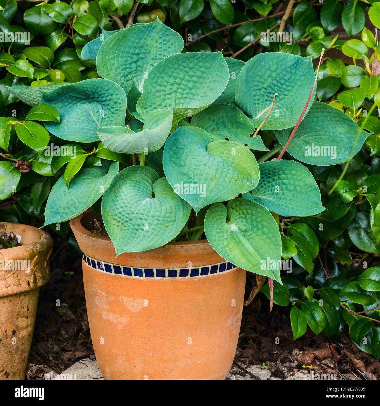 A shot of a hosta plant growing in a terracotta pot. Stock Photo