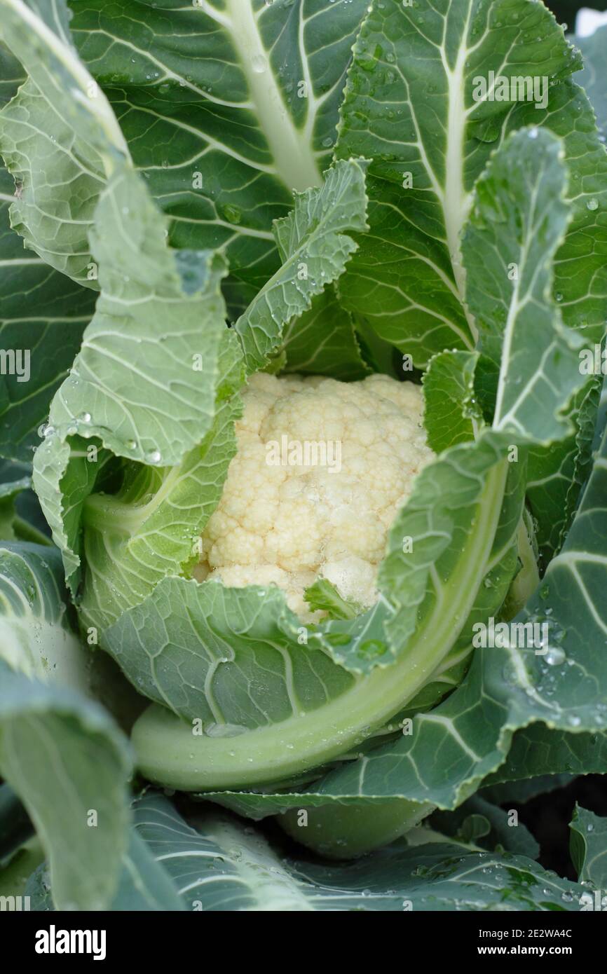 Late cropping cauliflower 'Triomphant' approaching harvest time in a winter vegetable garden. UK. Brassica oleracea var. botrytis. Stock Photo