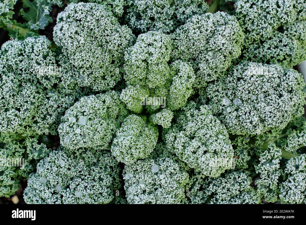 Frost on a curly kale plant growing in a back garden vegetable plot