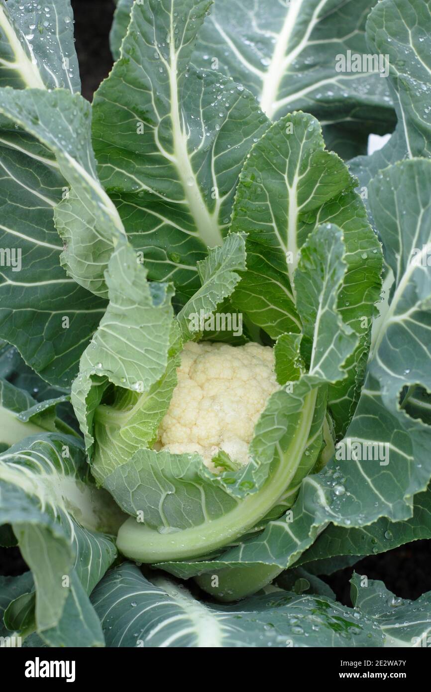Late cropping cauliflower 'Triomphant' approaching harvest time in a winter vegetable garden. UK. Brassica oleracea var. botrytis. Stock Photo