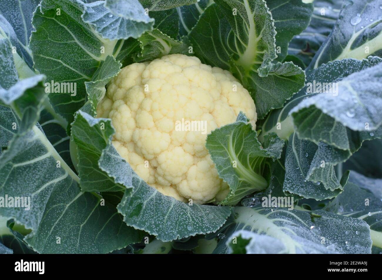 Frost on late cropping cauliflower 'Triomphant', ready for harvesting. January. Brassica oleracea var. botrytis. Stock Photo