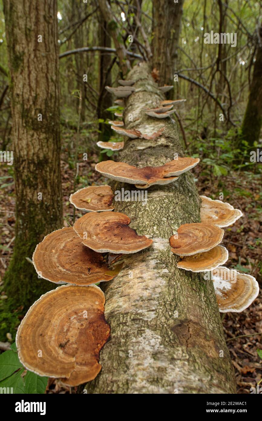 Blushing bracket fungi (Daedaleopsis confragosa) growing on a fallen Silver birch (Betula pendula) trunk in deciduous woodland, Gloucestershire, UK Stock Photo