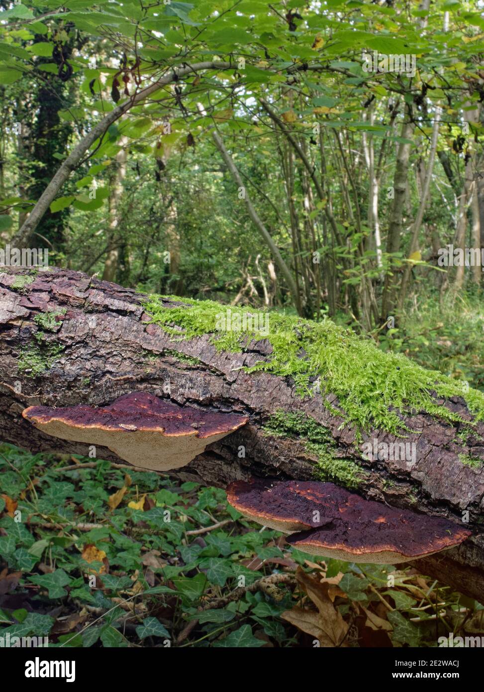 Blushing bracket fungi (Daedaleopsis confragosa) growing on a rotting Willow (Salix sp.) log in woodland, GWT Lower Woods reserve, Gloucestershire, UK Stock Photo