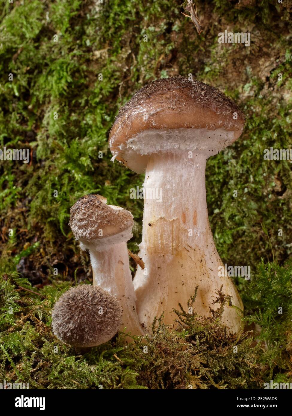 Bulbous honey fungus (Armillaria gallica) mushrooms growing on a rotting tree in damp deciduous woodland, Lower Woods reserve, Gloucestershire, UK. Stock Photo