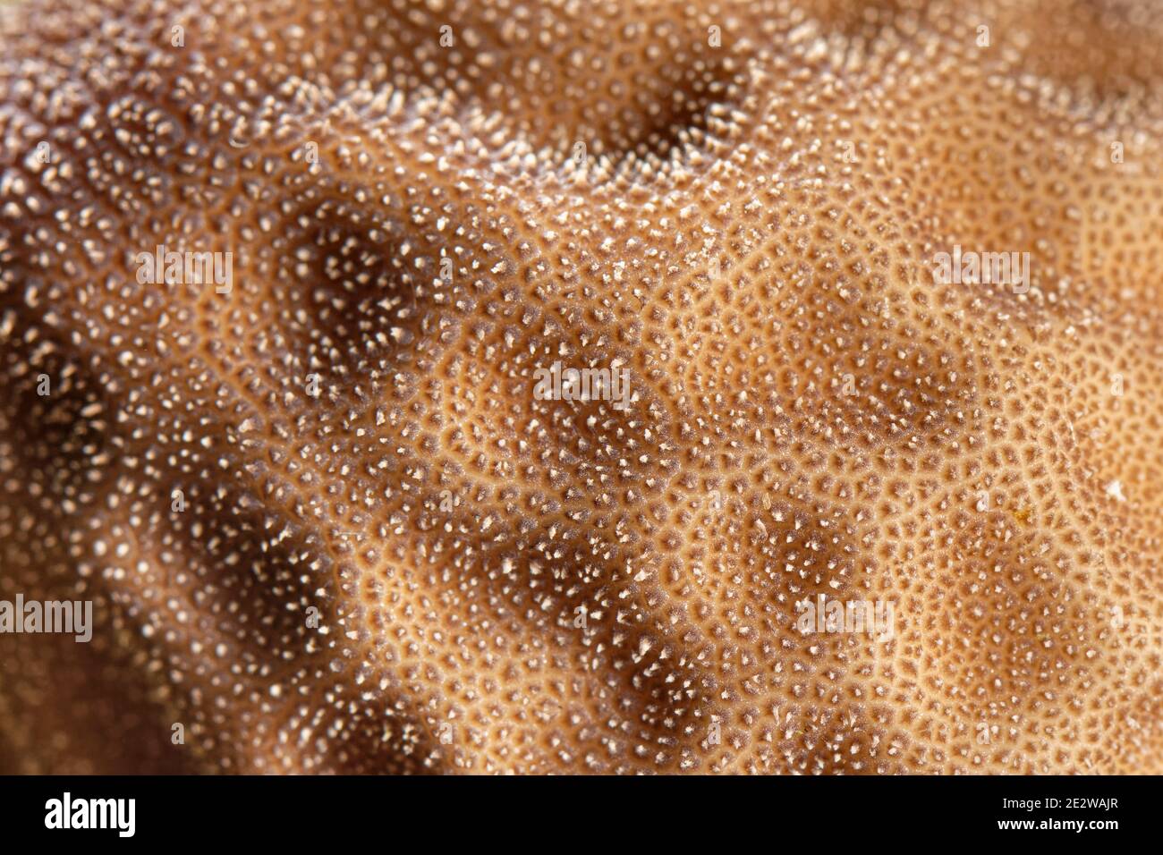 Stump puffball fungi (Lycoperdon pyriforme), close up view, Buckholt wood NNR, Gloucestershire, UK, October. Stock Photo