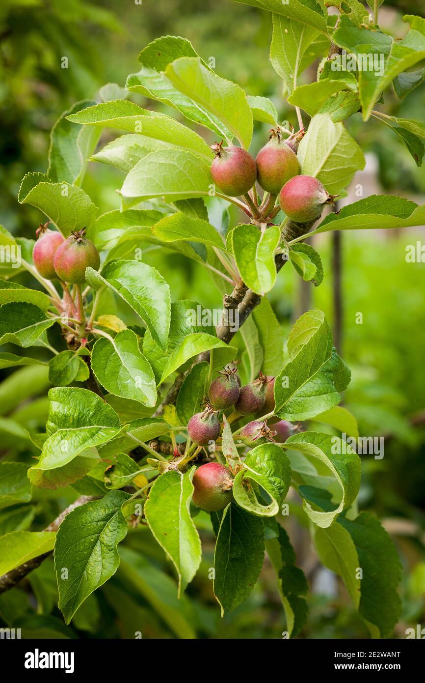 Immature fruitlets on apple tree Malus domestica Elstar growing in an English garden in early summer in UK Stock Photo
