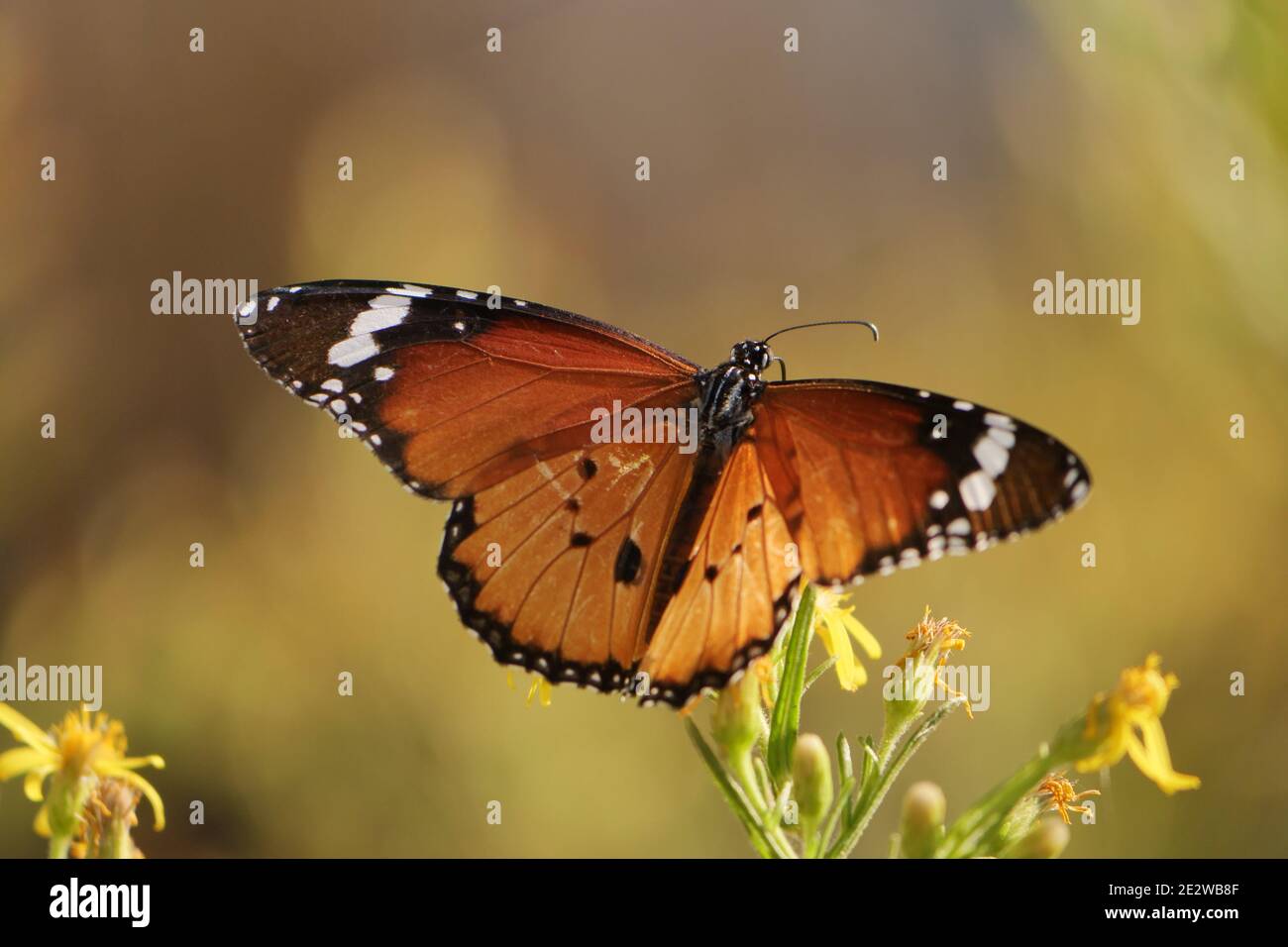 Closeup of a vanessa cardui butterfly (painted lady) feeding from flowers in front of a blurry background Stock Photo