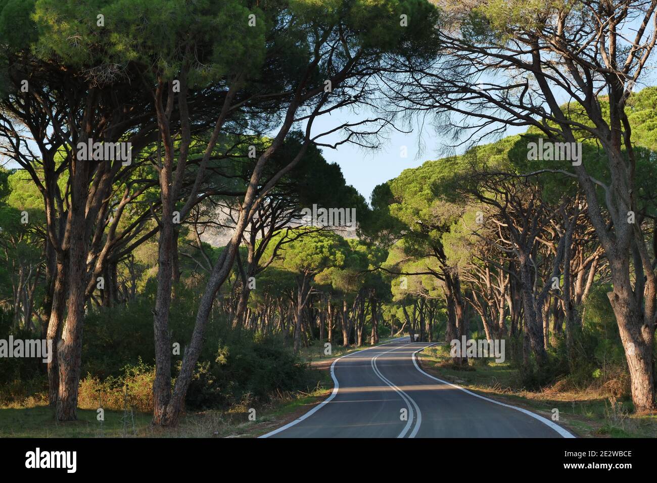 Street light through trees hi-res stock photography and images - Alamy