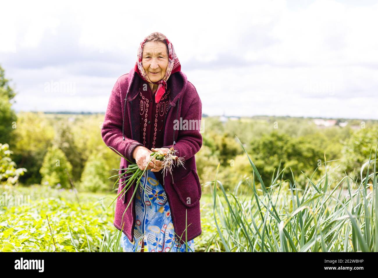 Retired older woman picking vegetables from her garden Stock Photo - Alamy