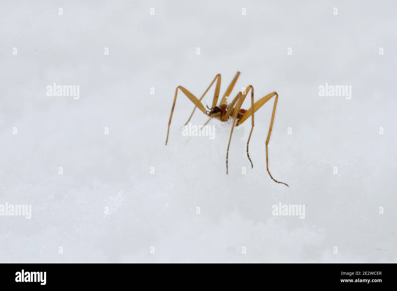Chionea lutescens, diptera, insect on snow, Stock Photo