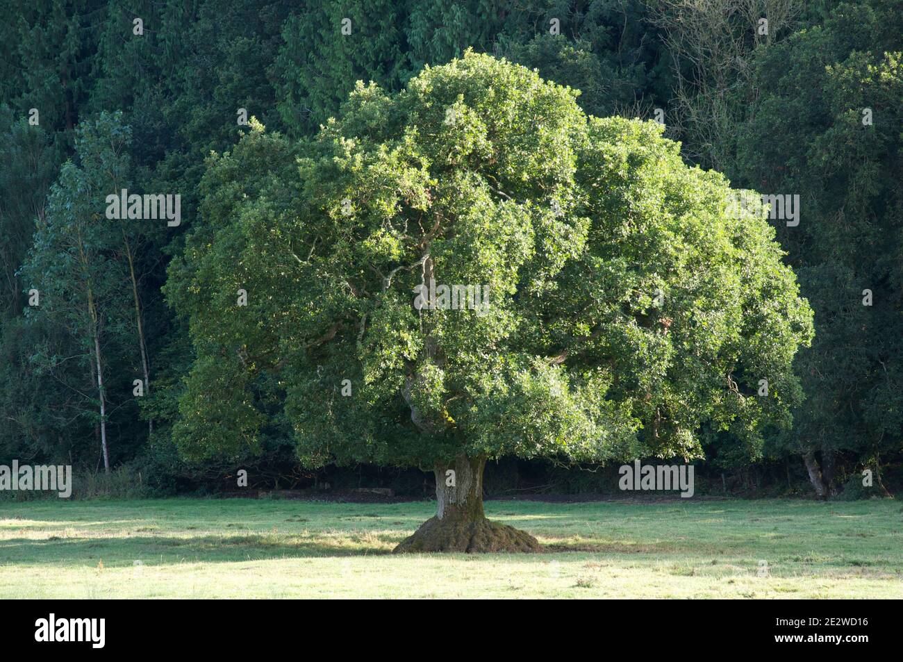 An English Oak (Quercus robur), the most common tree species in the UK, stands alone in a Summer meadow, with a lush growth of green foliage. Dorset. Stock Photo