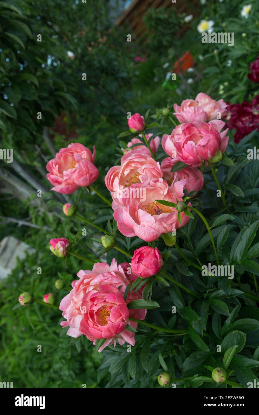 Herbaceous peony Coral charm in flowers garden Stock Photo