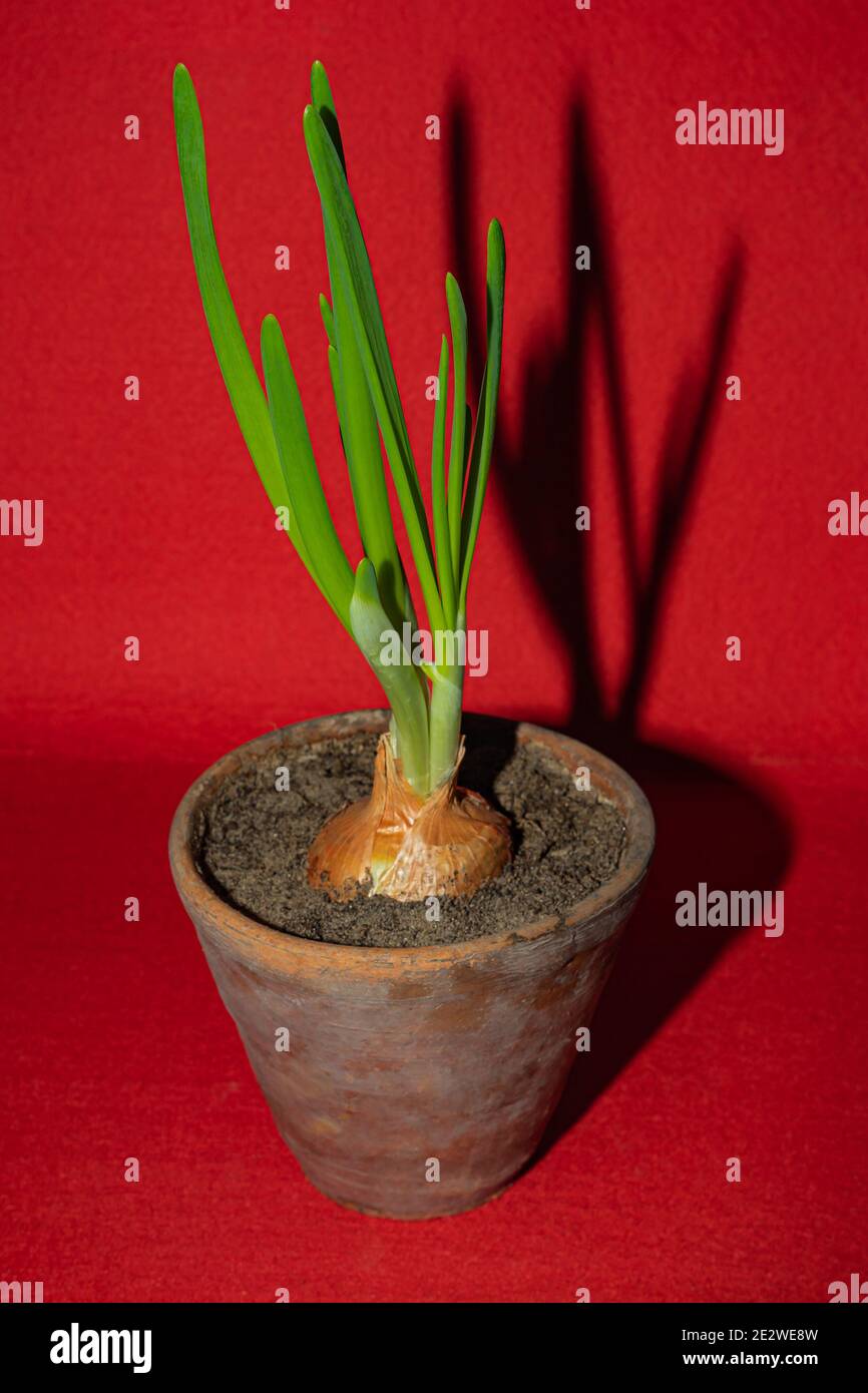 Green onions in pot on a red background. Seedling and cultivation of plants Stock Photo