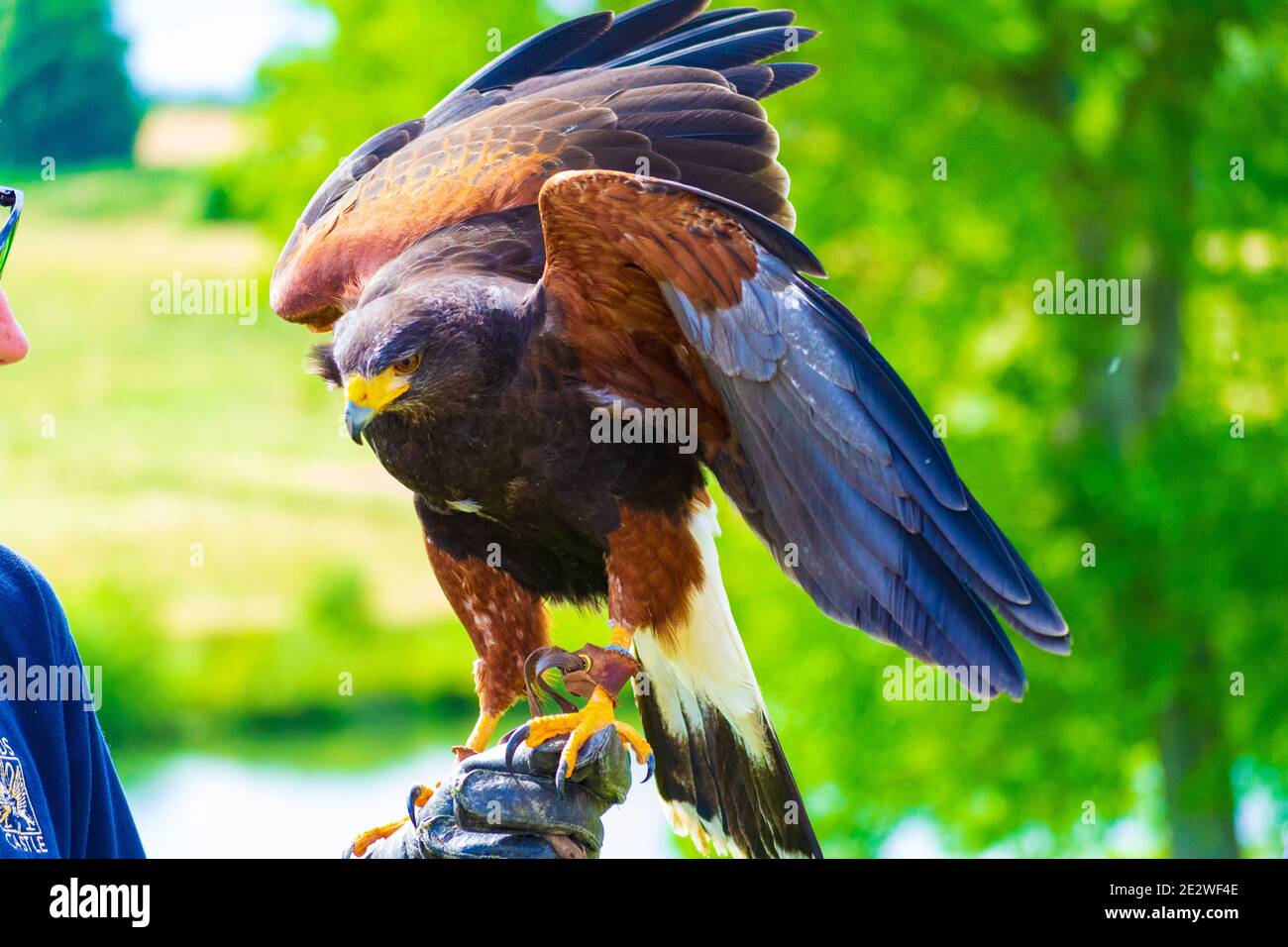 Bird of Prey Centre 