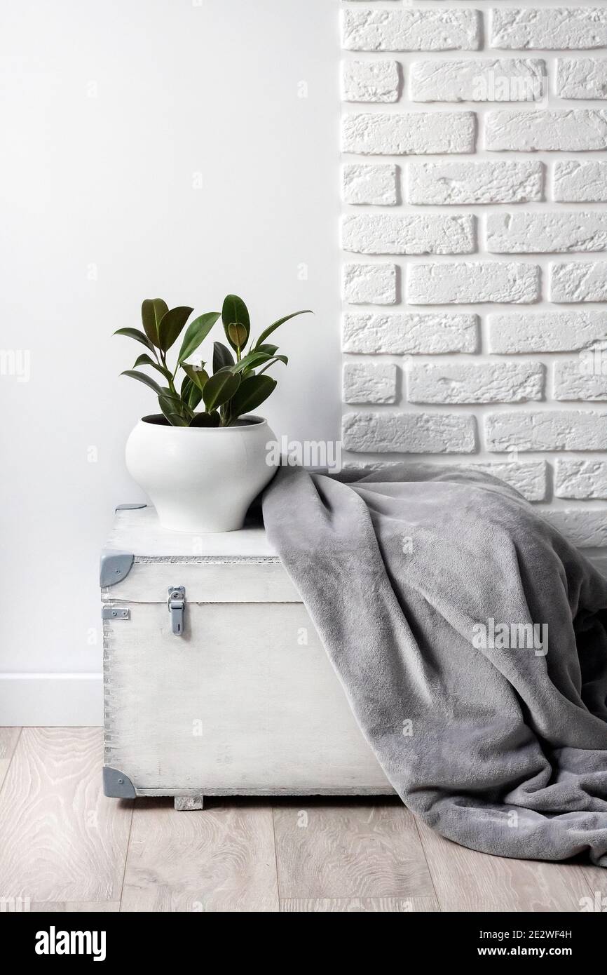 White wooden box with young rubber plant in white flower pot and gray soft fleece blanket on it. White wall with bricks on background Stock Photo