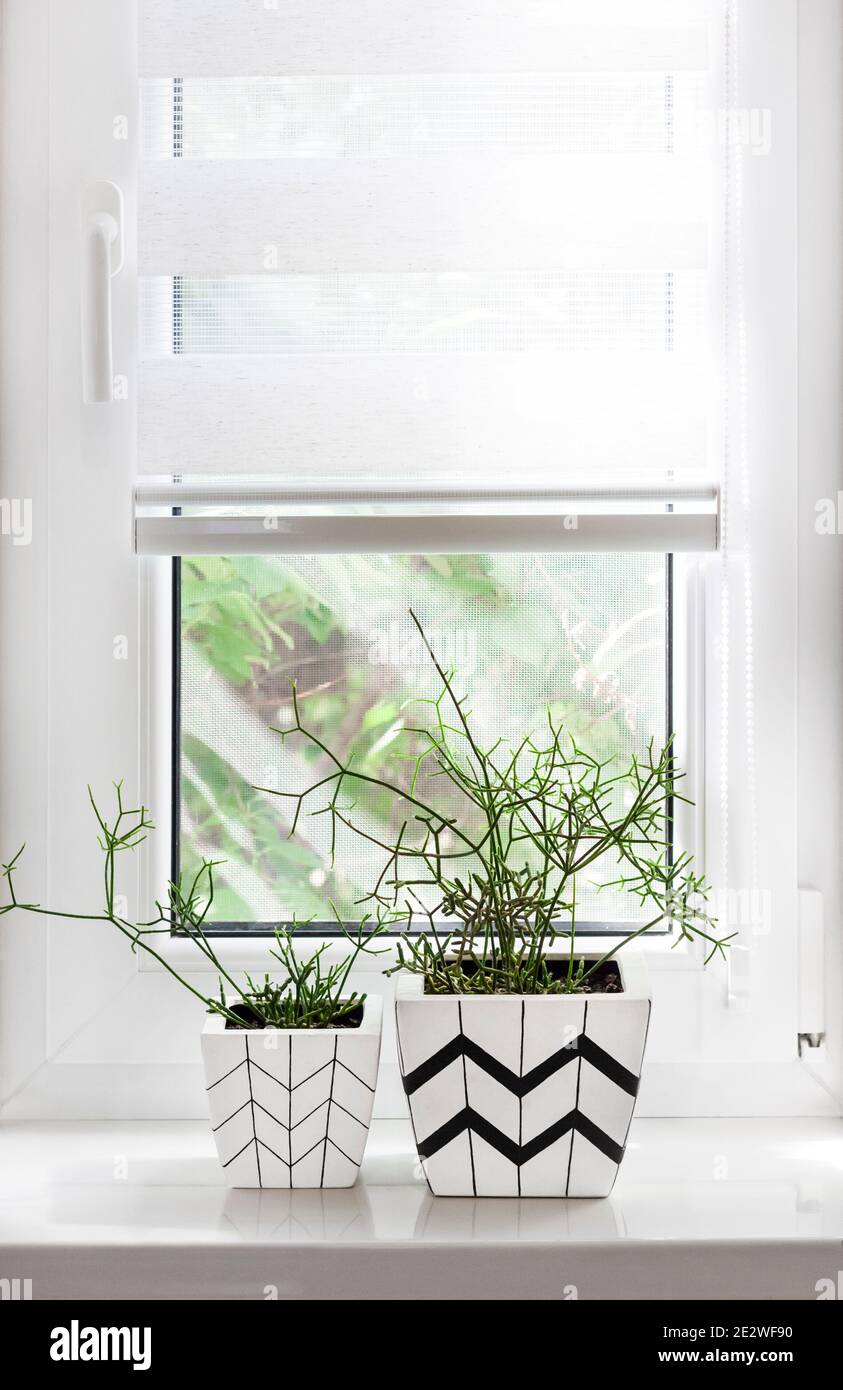 Two white square flower pots with geometric patterns with rhipsalis plants planted in them stand on windowsill with partially raised roller blind Stock Photo