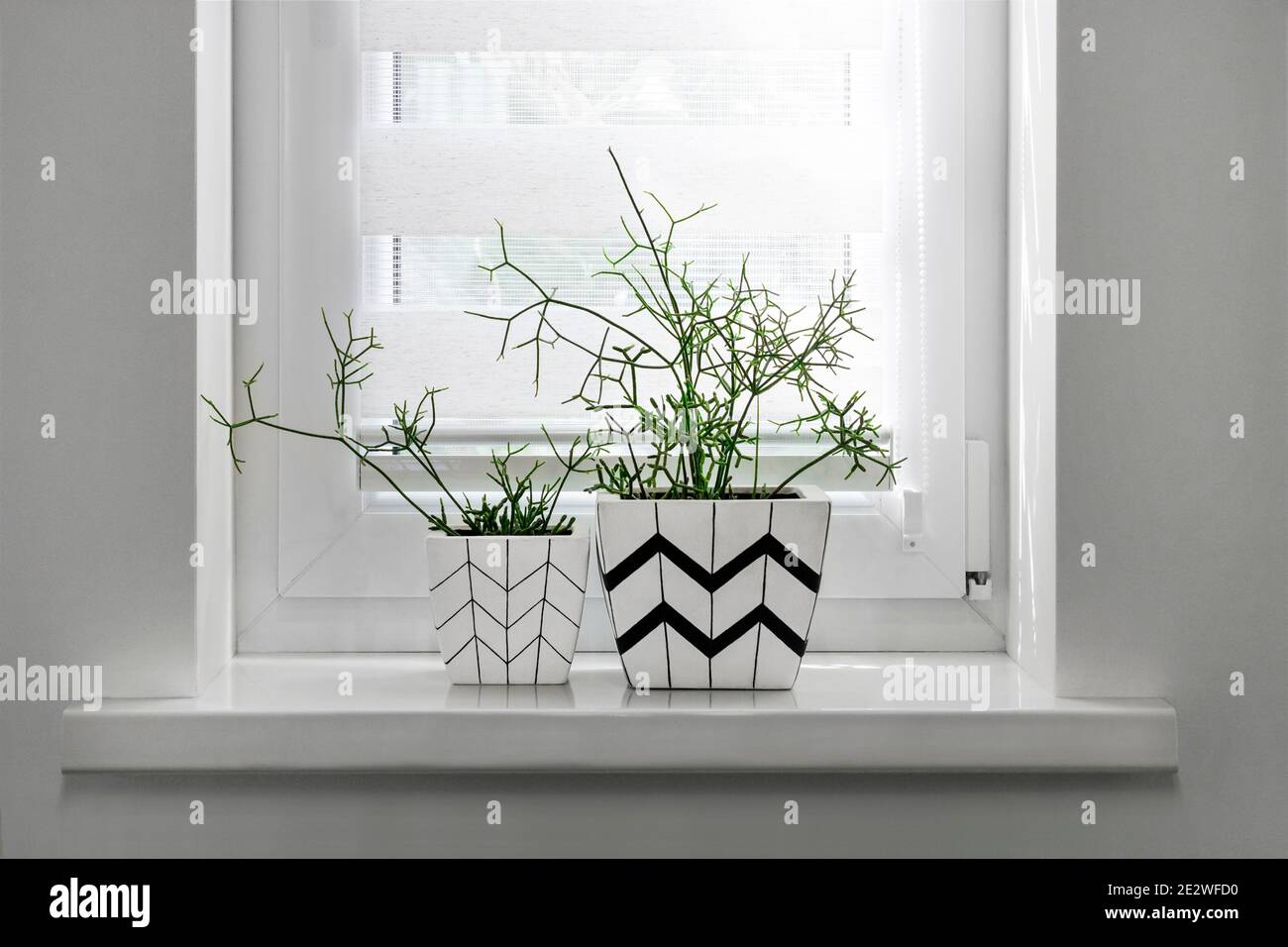 Two white square flower pots with geometric patterns with rhipsalis plants planted in them stand on windowsill with roller blind Stock Photo