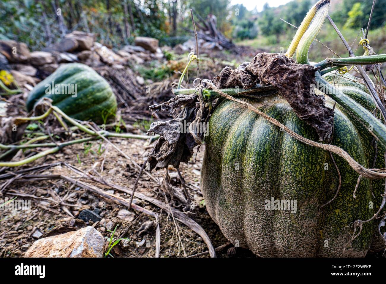 Closeup view of an unripe, green pumpkin Stock Photo - Alamy
