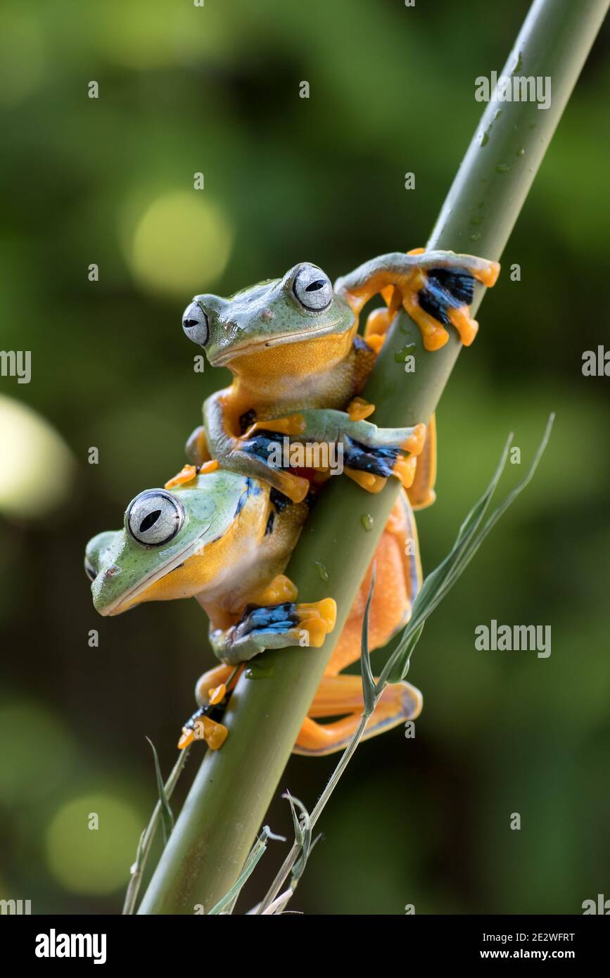 A green tree frogs on bamboo tree Stock Photo - Alamy