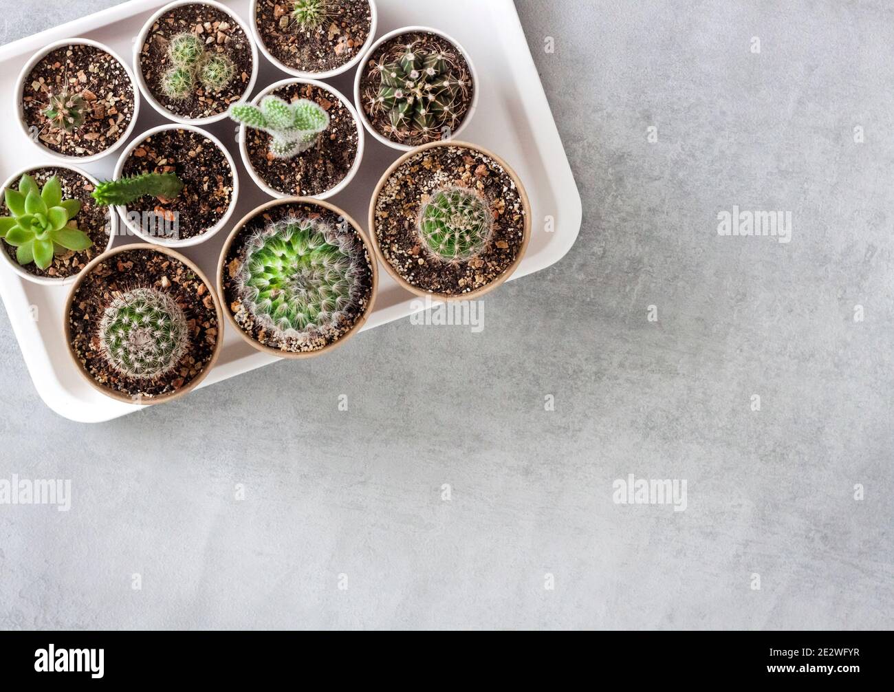 Cactus and succulent plants collection in small paper cups on a tray. Home garden. Flat lay, top view. Copy space Stock Photo