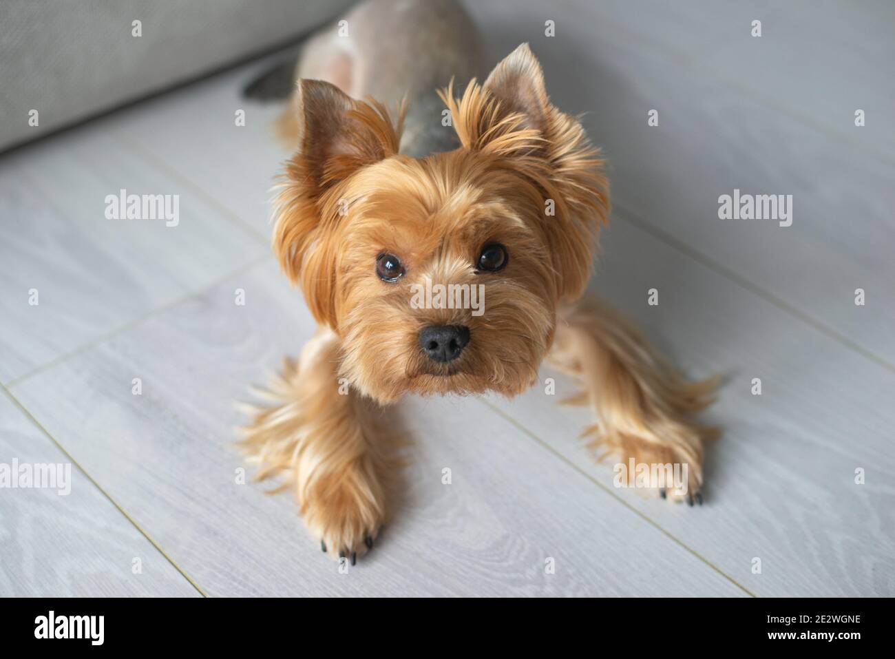 Cute portrait of dog lying on the floor at home Stock Photo - Alamy