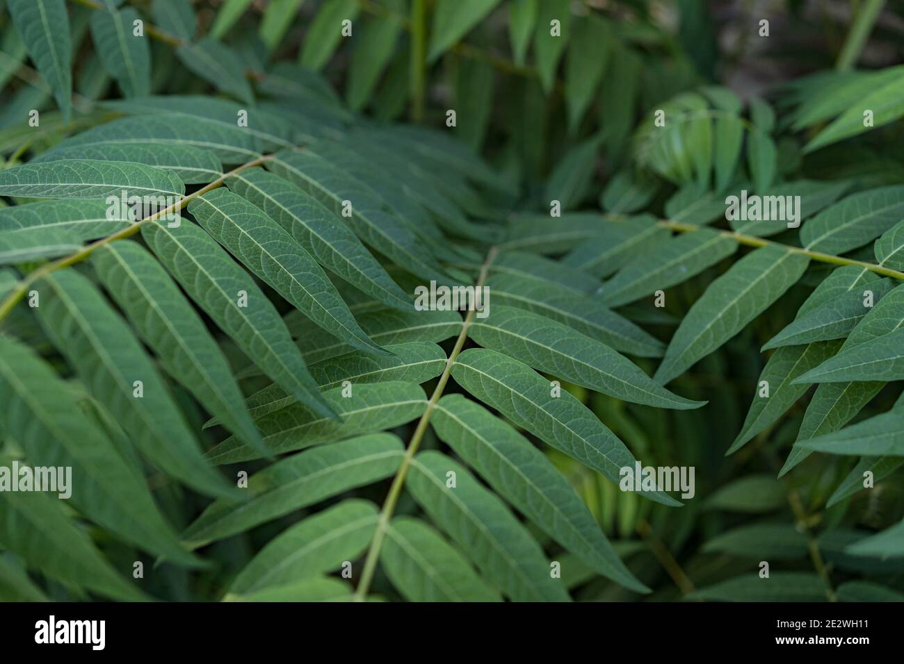 Green leaves pattern background, Natural background and wallpaper Stock ...