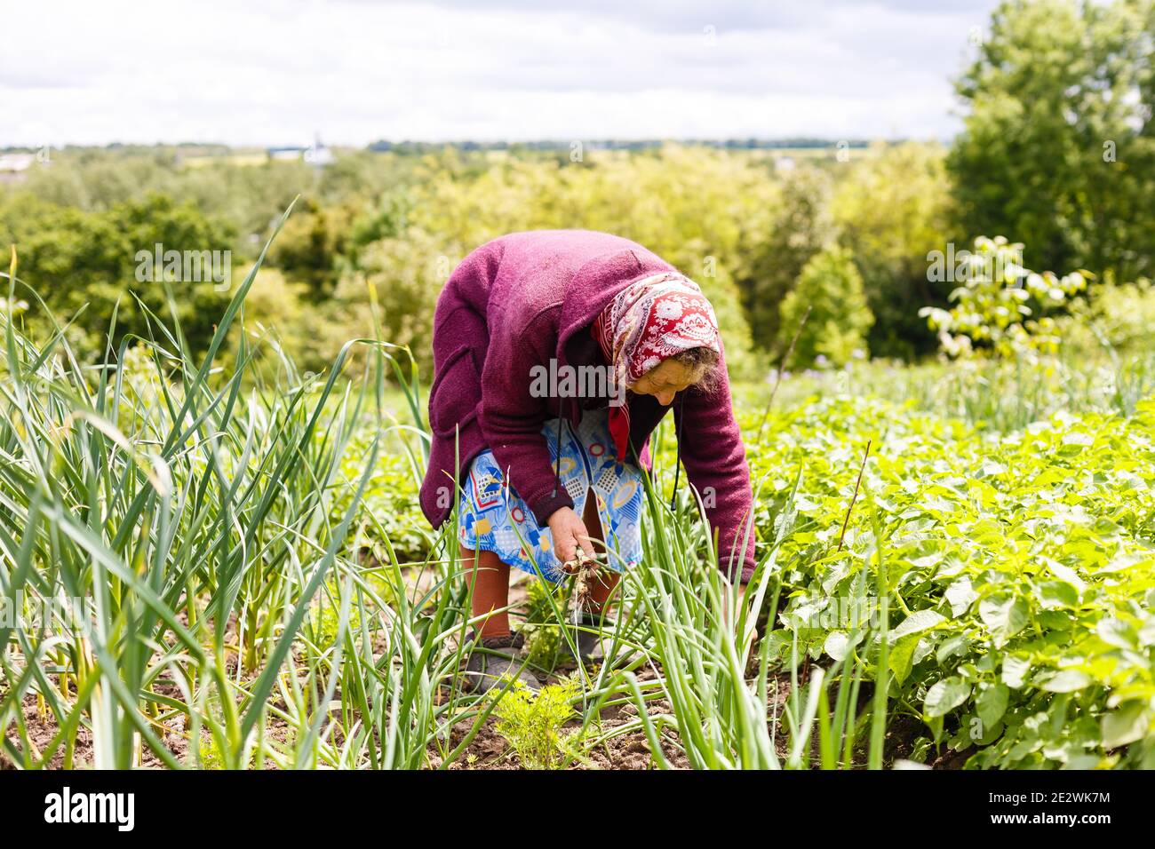 Retired older woman picking vegetables from her garden Stock Photo - Alamy